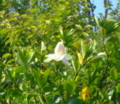 f:id:thiisuke:20120629113057j:image:medium