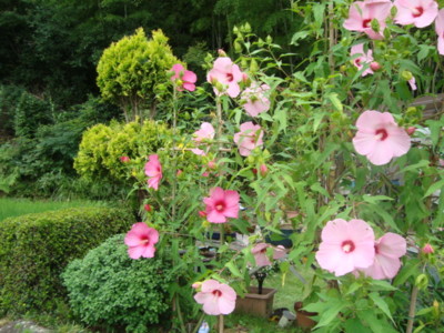 f:id:thiisuke:20120808084120j:image:w360:left
