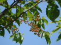 20130509051432