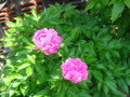 20130517082853
