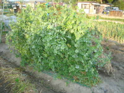f:id:thiisuke:20130523062556j:image:w360