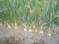 20130523062559