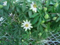 20130524061833