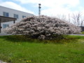 f:id:thiisuke:20130528062255j:image:medium