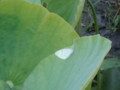 20130603060633