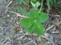 20130605082449