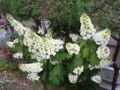 20130607081749