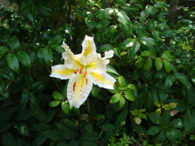 f:id:thiisuke:20150714091339j:image f:id:thiisuke:20150714091339j:image