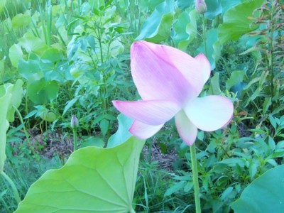 f:id:thiisuke:20170809065247j:image
