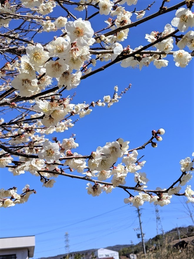 f:id:thiisuke:20210304072338j:plain