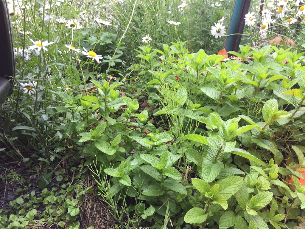 f:id:thistle-chan:20190618185305j:image f:id:thistle-chan:20190618185305j:image