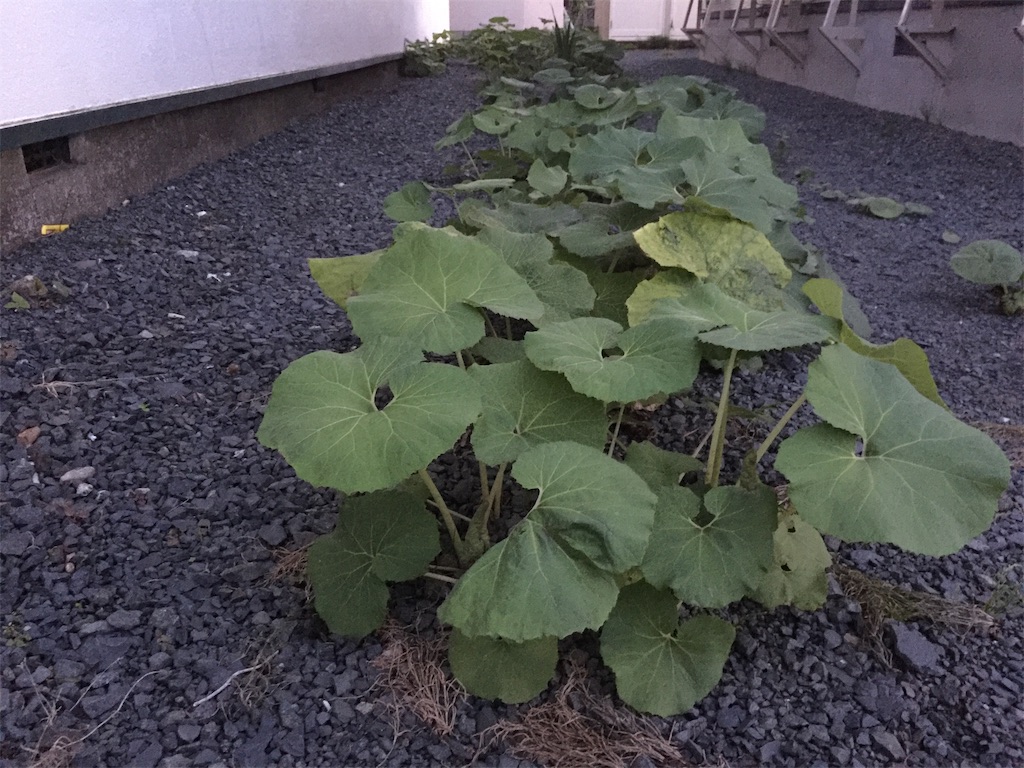 f:id:thistle-chan:20190618193123j:image f:id:thistle-chan:20190618193123j:image