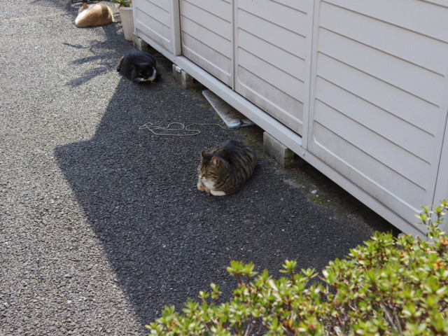 f:id:thiswholeworld:20130317112508j:image