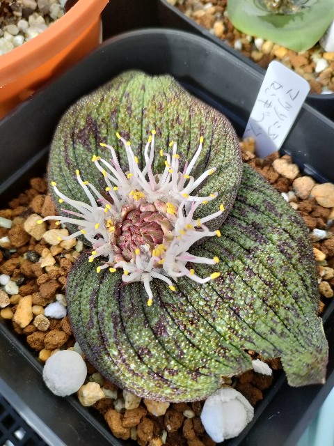 マッソニア ロンギペスとデプレッサ - 休眠植物