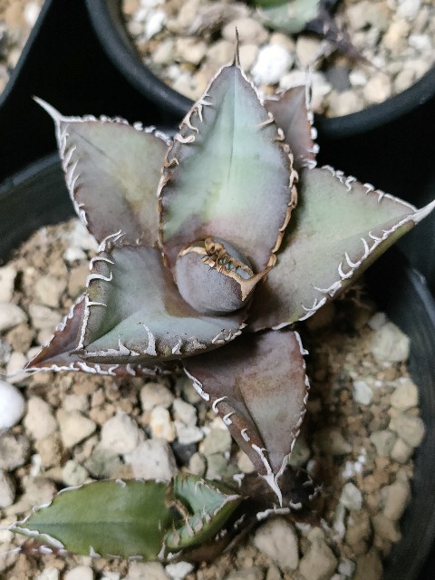 アガベ オテロイ我が家の実生で一番いいやーつ - 休眠植物