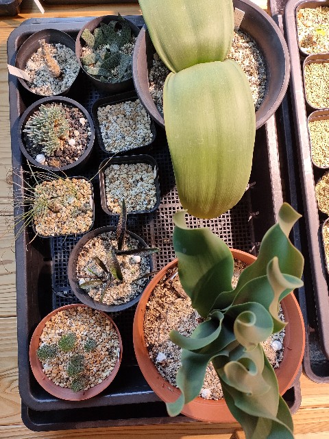 ガラス温室 フルセット 塊根植物 多肉植物 爬虫類 ガラス温室 フルセット 塊根植物 多肉植物 爬虫類
