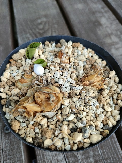 屋外越冬した夏型ケープバルブ - 休眠植物