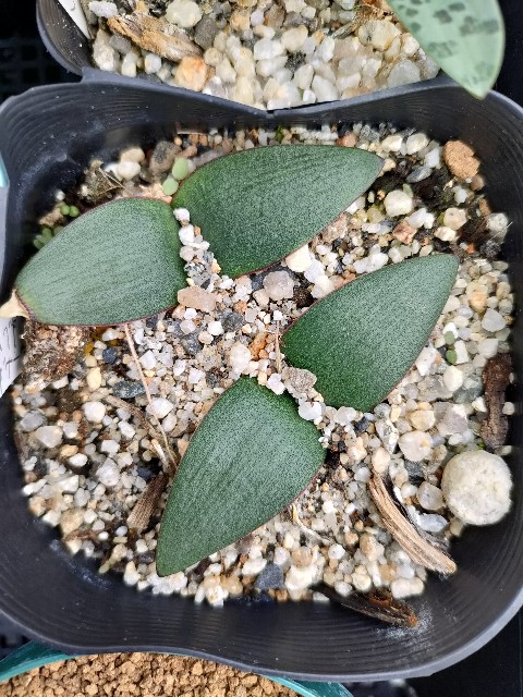 冬シーズンに向けて、植え替えられた冬型ケープバルブたち 冬シーズンに向けて、植え替えられた冬型ケープバルブたち