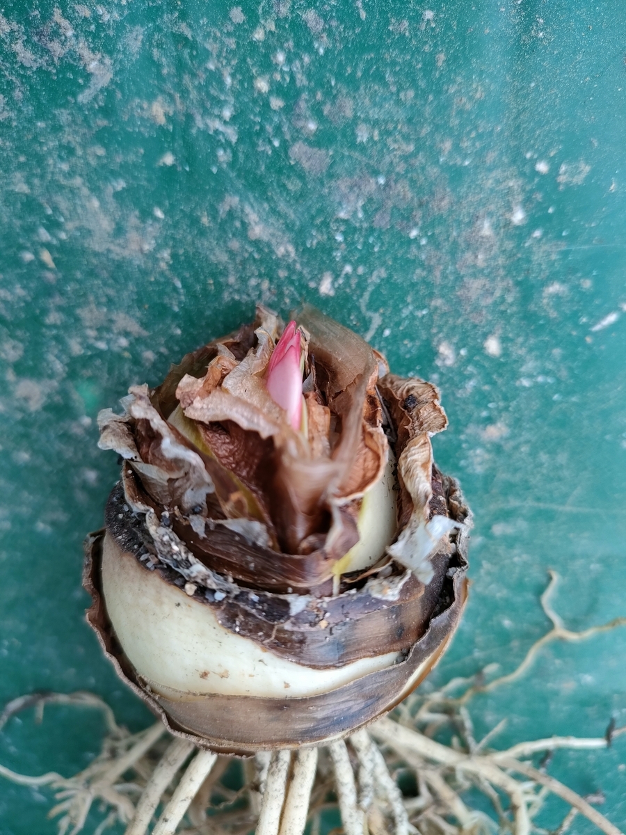 ハエマンサス コッキネウス 開花株 【公式通販】