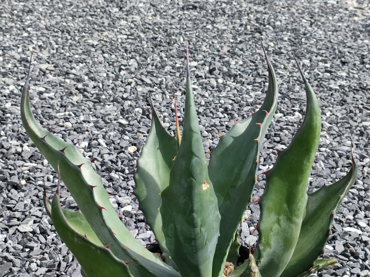 地植えしたアガベとユッカロストラータの1シーズンでの成長速度