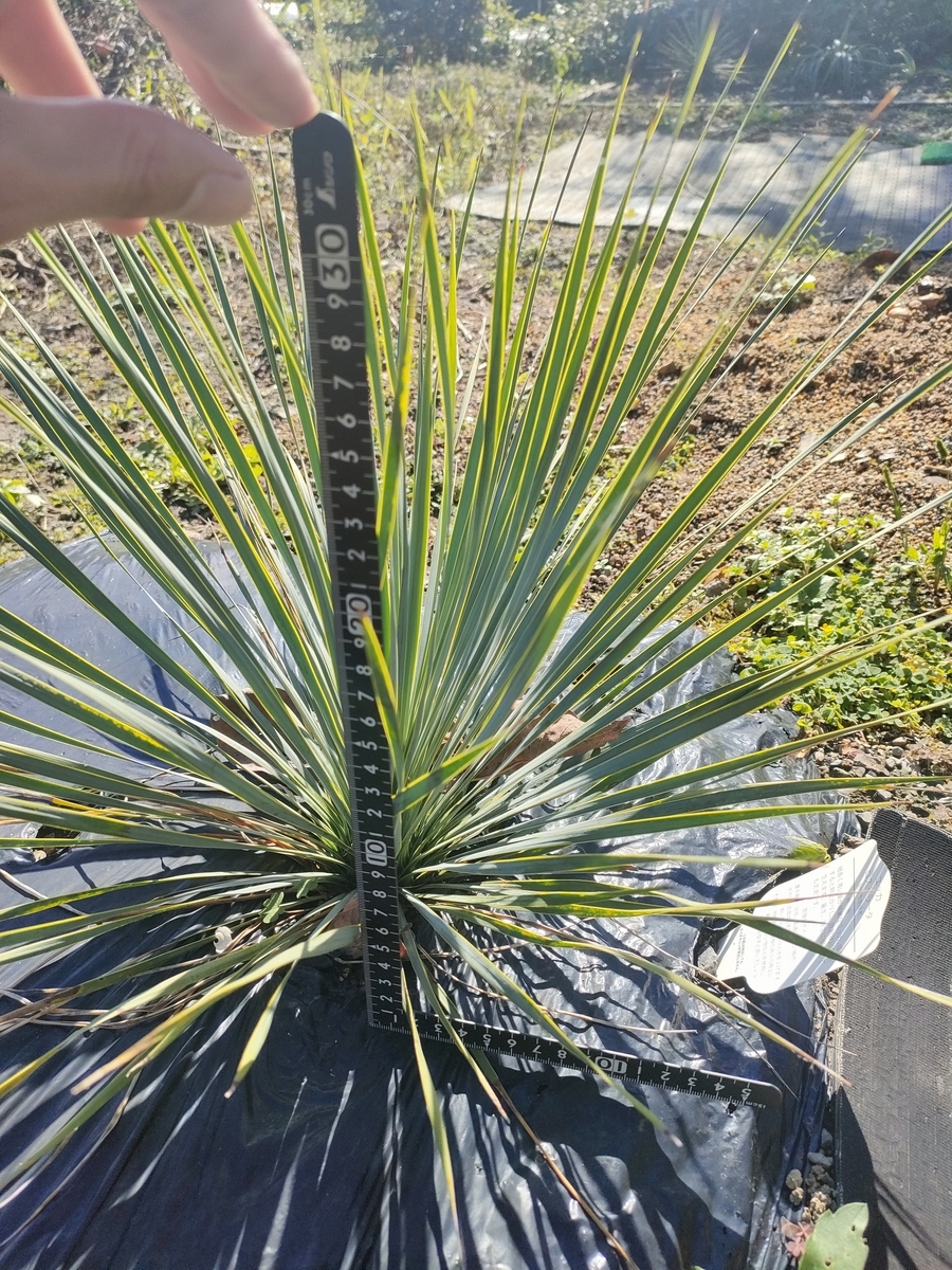 地植えしたアガベとユッカロストラータの1シーズンでの成長速度