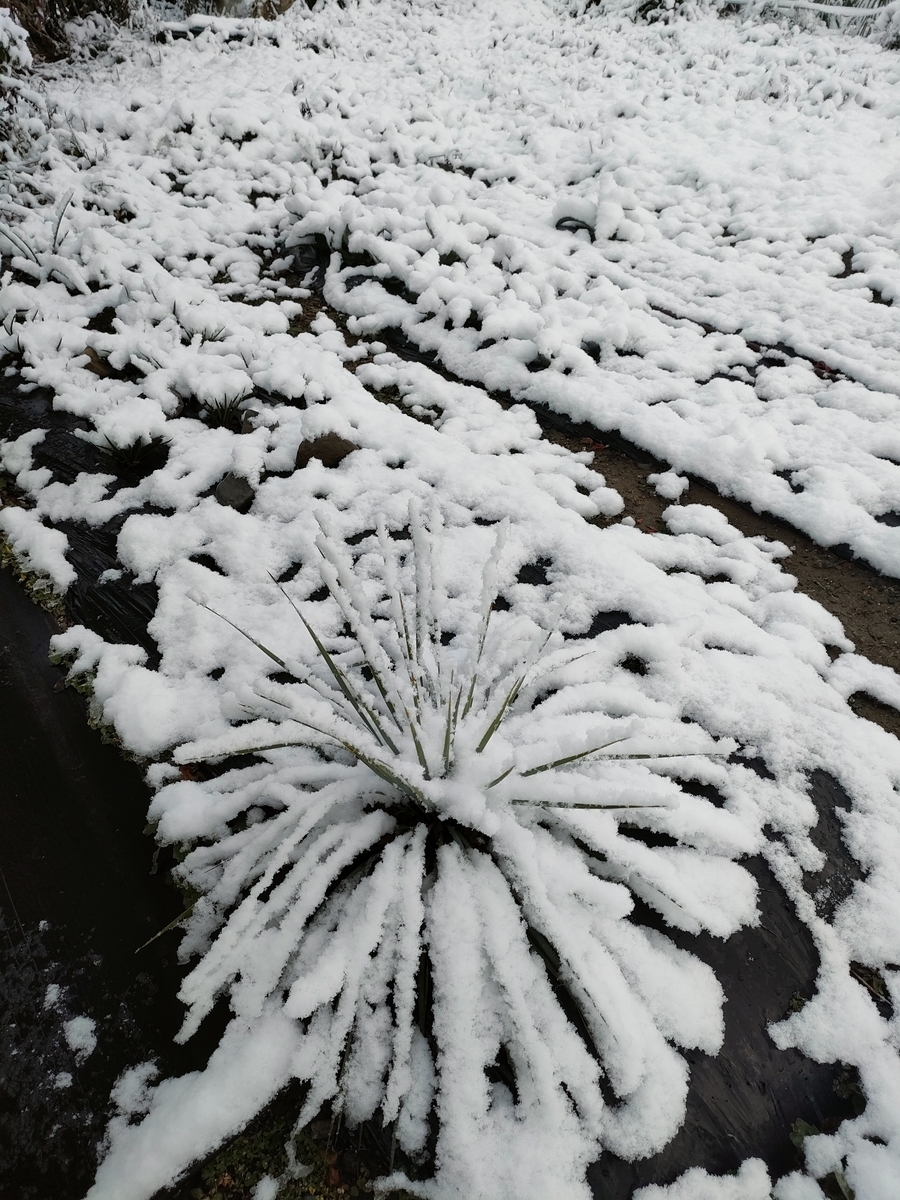 地植えしたアガベとユッカロストラータの1シーズンでの成長速度