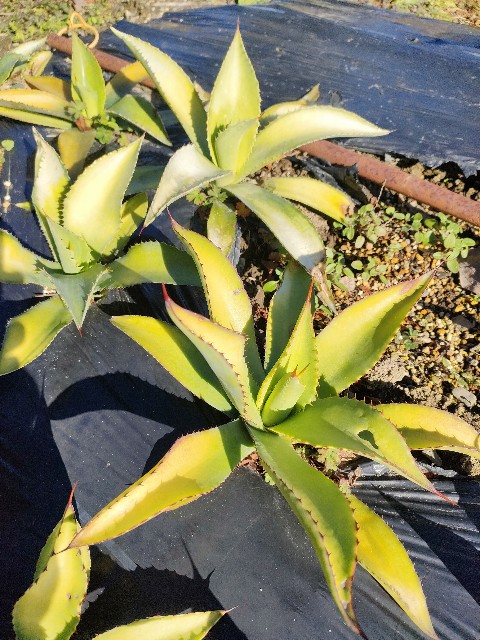 地植えしたアガベ インアクイデンスは冷害が酷かった - 休眠植物