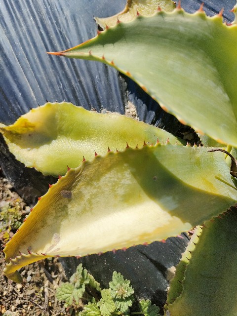 地植えしたアガベ インアクイデンスは冷害が酷かった - 休眠植物