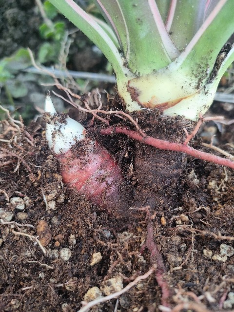 ユッカグロリオサを地植え - 休眠植物