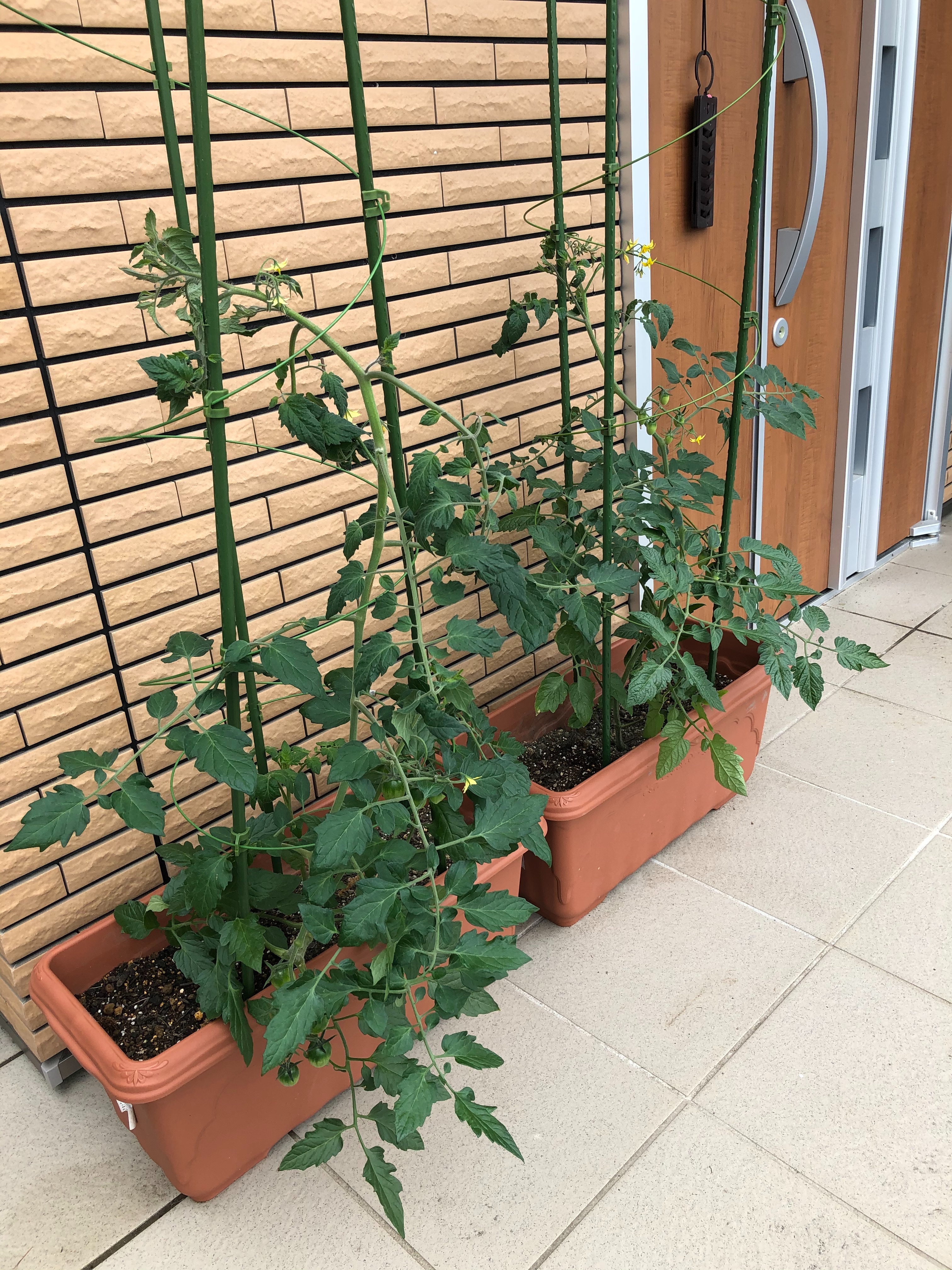 ずぼら 家庭菜園 ミニトマト編 ペルペルの生活雑記 ずぼら 家庭菜園 ミニトマト編 ペルペルの生活雑記
