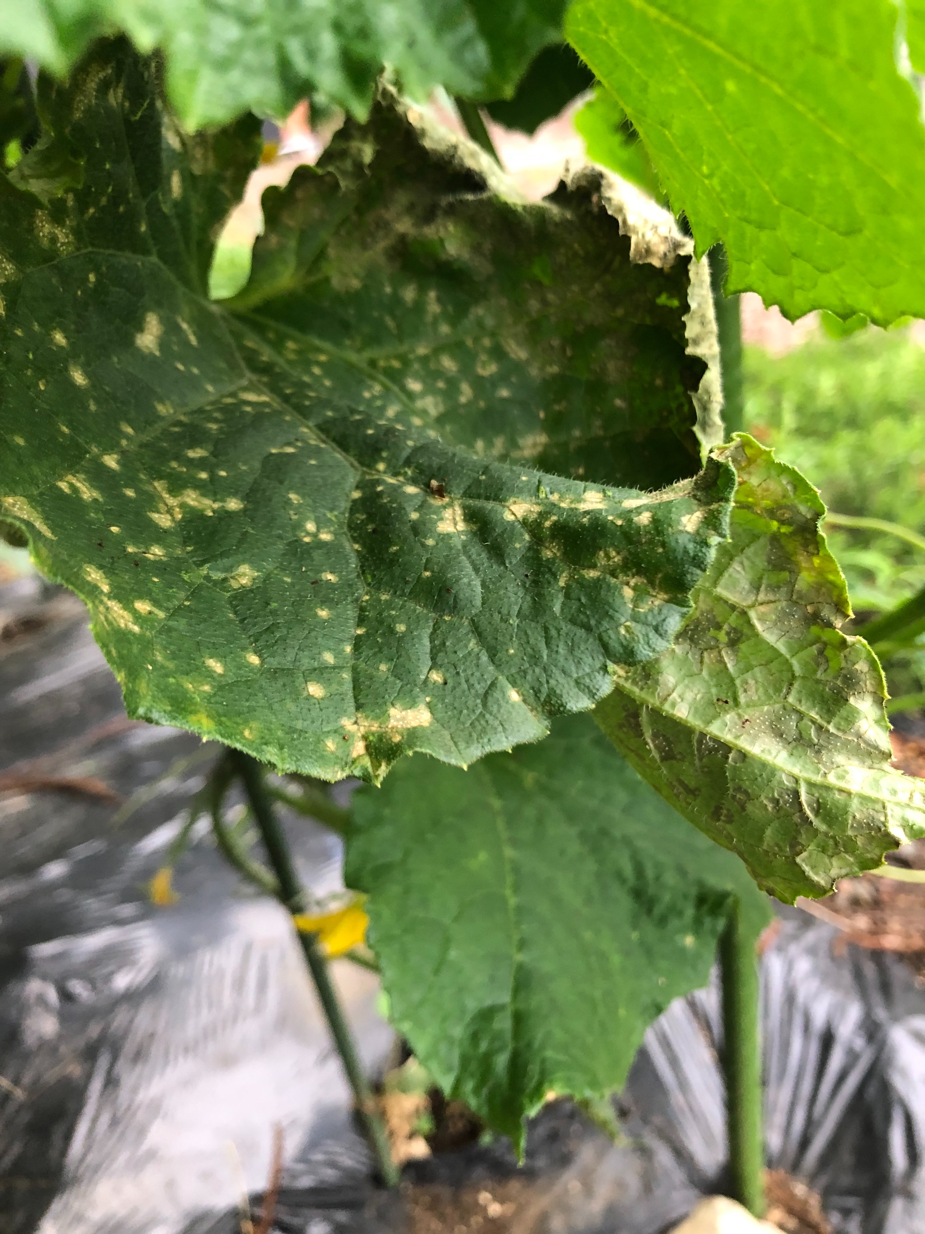 ずぼら 家庭菜園２０２２ キュウリ編 ペルペルの生活雑記