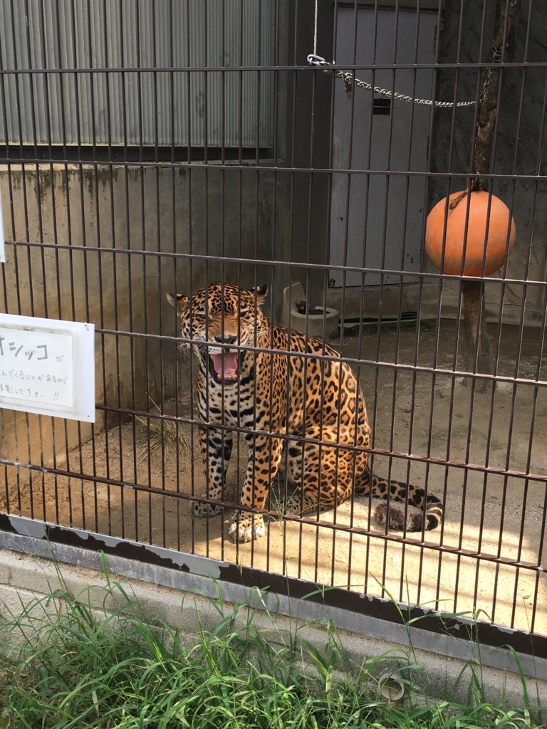 f:id:thr3a:20180715092021j:plain f:id:thr3a:20180715092021j:plain