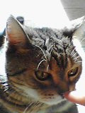 f:id:three-gremlins:20060121193929j:image