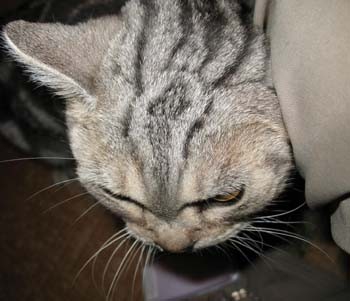 f:id:three-gremlins:20080625184049j:image