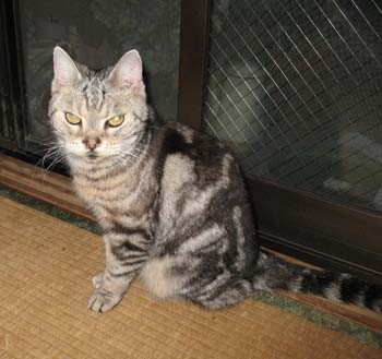 f:id:three-gremlins:20080625190543j:image