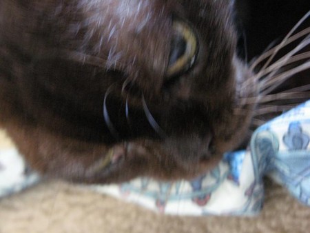 f:id:three-gremlins:20091019143343j:image
