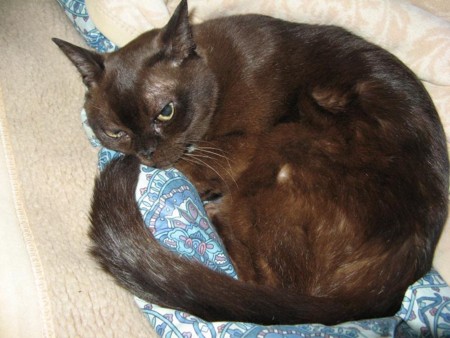 f:id:three-gremlins:20091019143526j:image