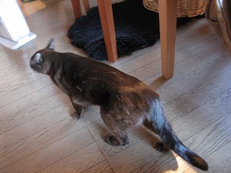 f:id:three-gremlins:20091019143550j:image