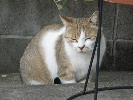 f:id:three-gremlins:20120516173730j:image