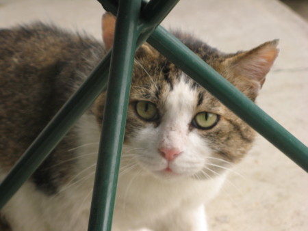 f:id:three-gremlins:20120523165336j:image