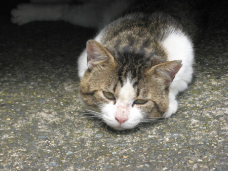 f:id:three-gremlins:20120622124952j:image