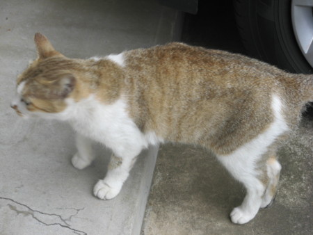 f:id:three-gremlins:20120622145758j:image:w360