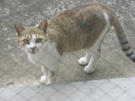 f:id:three-gremlins:20120622145842j:image:w360