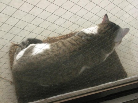 f:id:three-gremlins:20121019121133j:image