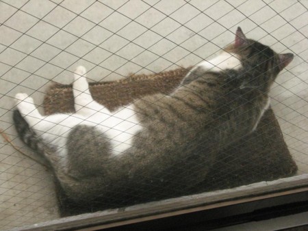 f:id:three-gremlins:20121019121147j:image