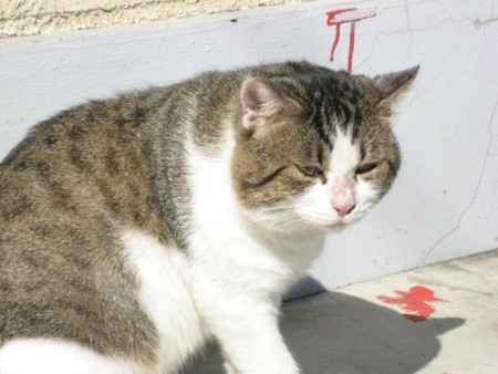 f:id:three-gremlins:20121028122308j:image