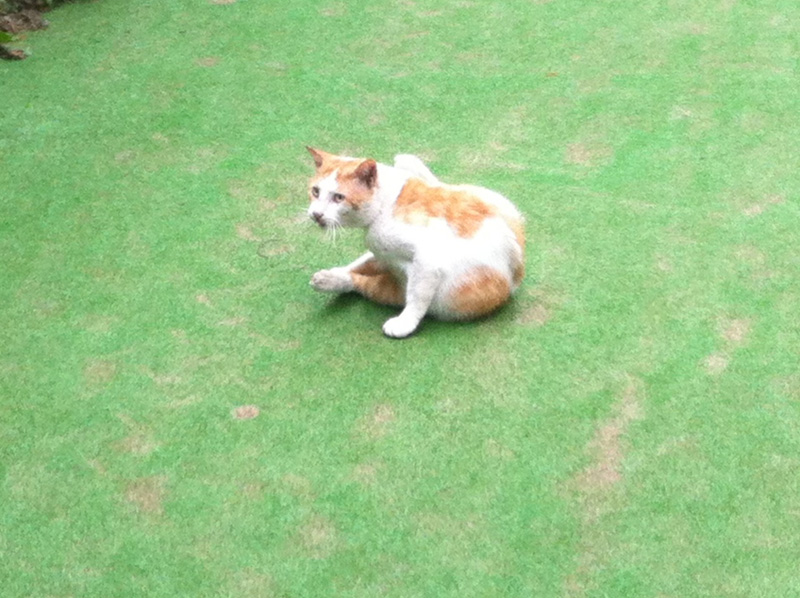 f:id:three_bee:20120722143623j:image