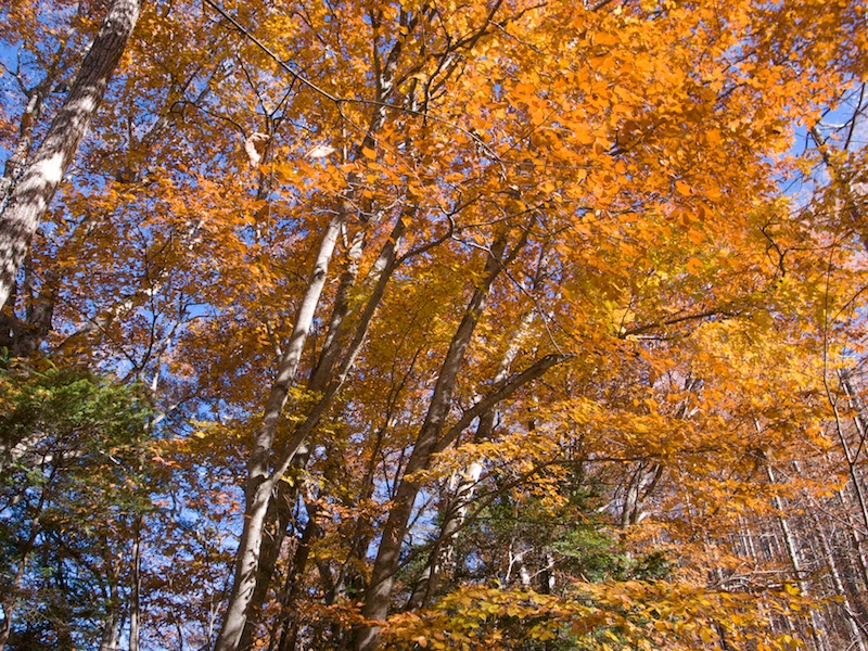 f:id:three_bee:20121112095953j:image f:id:three_bee:20121112095953j:image