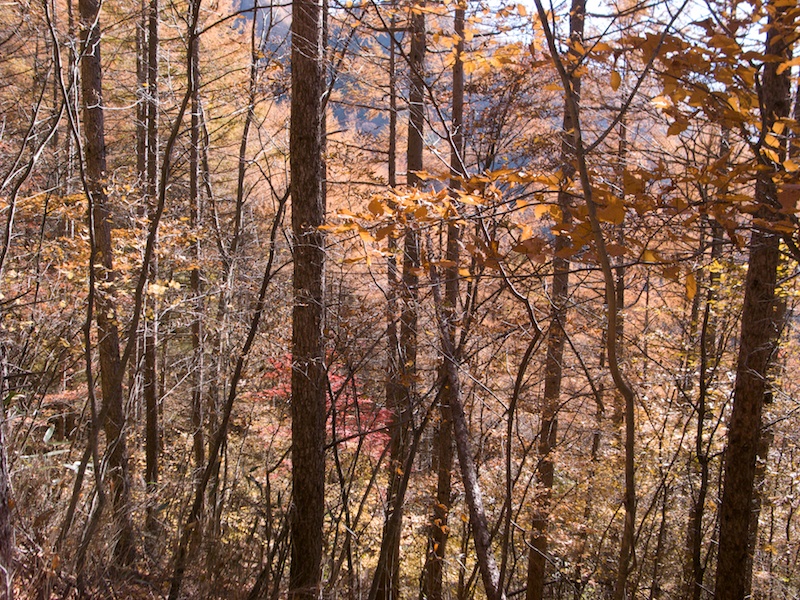 f:id:three_bee:20121112095958j:image f:id:three_bee:20121112095958j:image