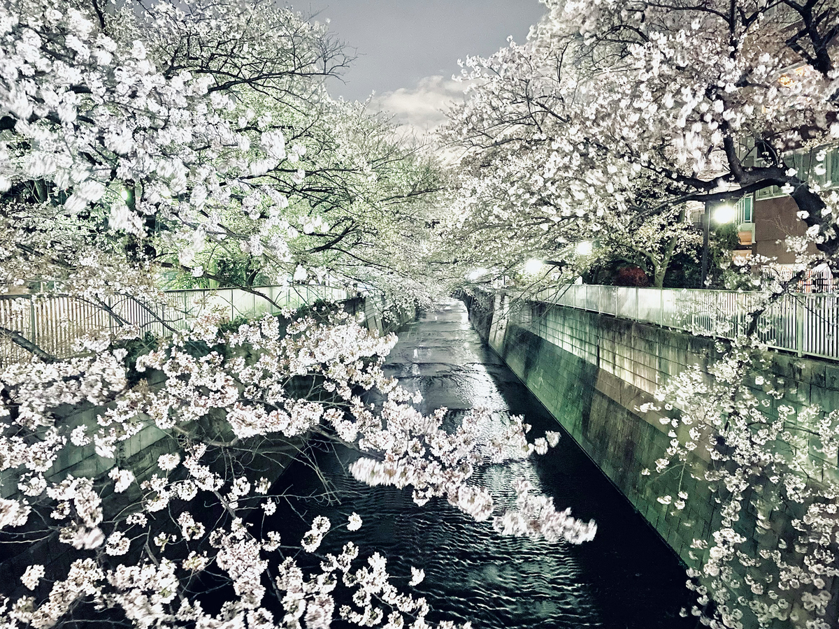 川沿い、満開の桜。